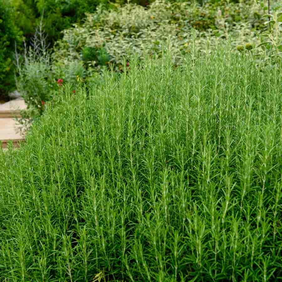 Graines De Romarin Officinal Vilmorin - Sachet De Semences Aromatiques Pour Jardin, Balcon Ou Pot
