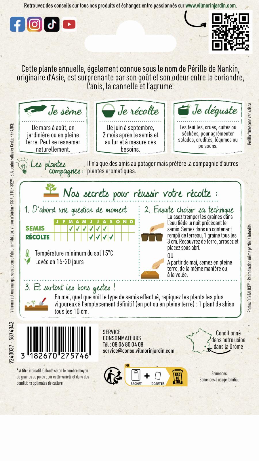 500 Graines Shiso Vert - Perilla - Persil Japonais - Plante Aromatique Cuisine Asiatique - Facile à Cultiver Au Jardin Ou Pot