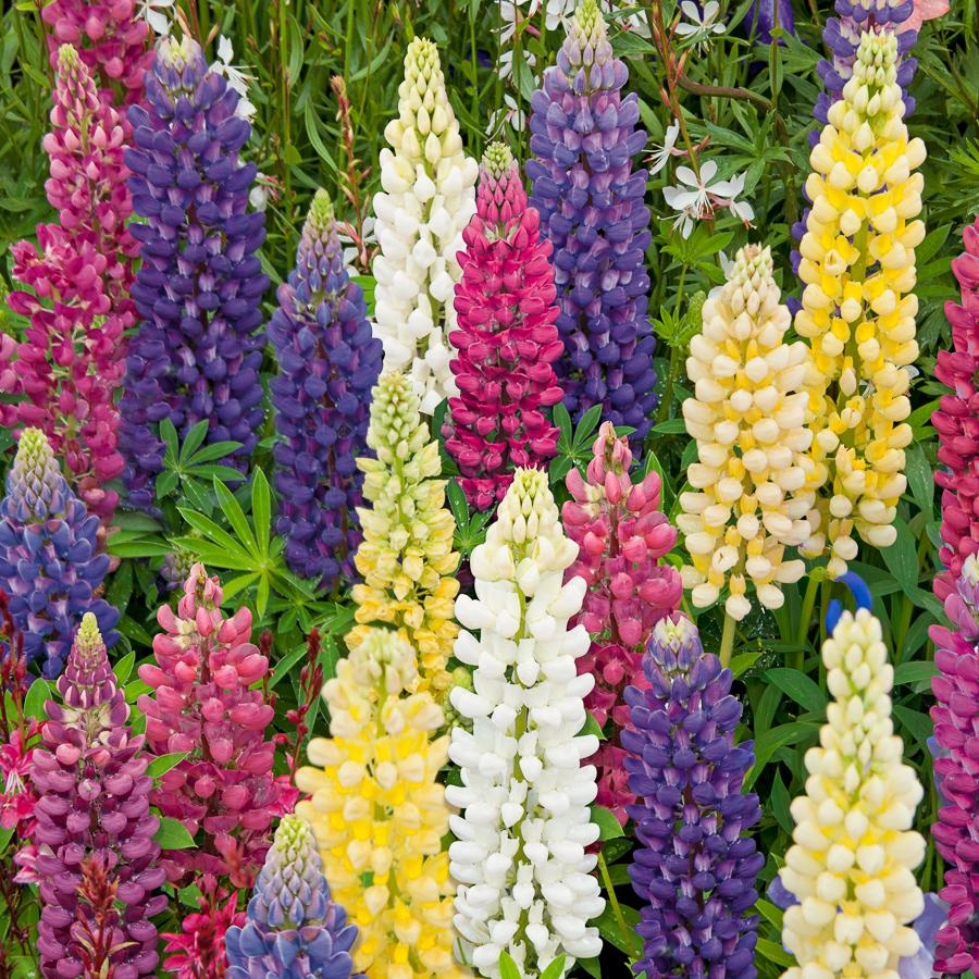 100 Graines De Lupin De Russel Varié - Plante Vivace Colorée 80-120cm, Mélange Bleu, Rose, Rouge, Jaune, Violet - 8