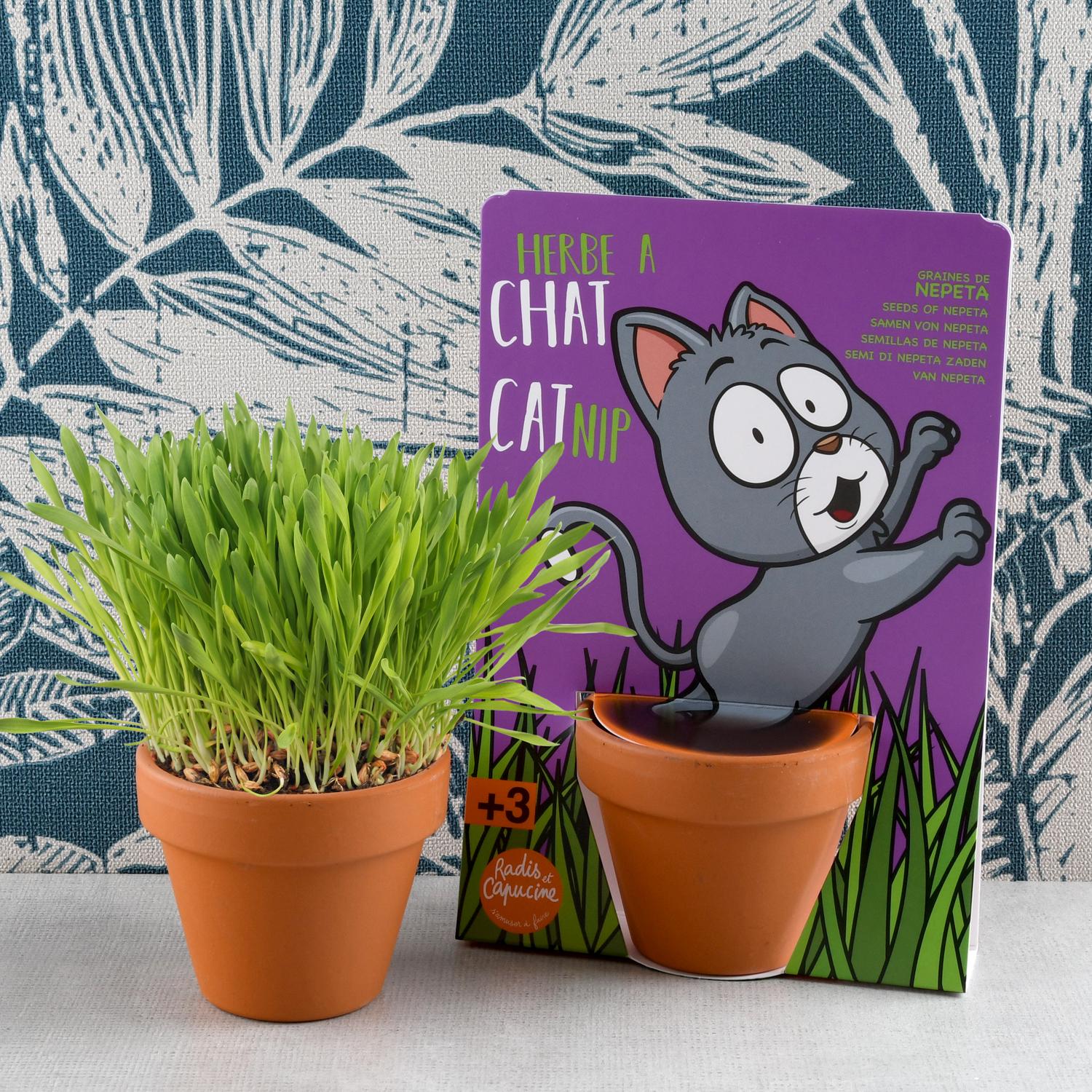 Carte nature Chat – Kit herbe à chat à faire pousser | Vilmorin Jardin