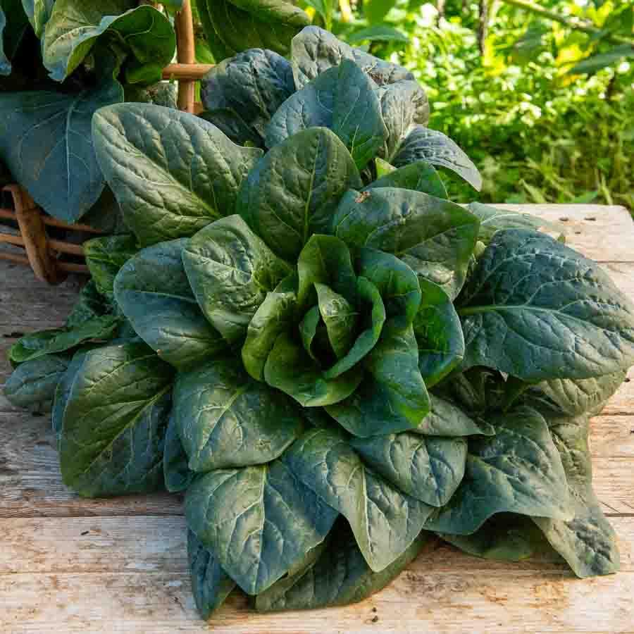 Chicorée à Larges Feuilles En Mélange Série 2 Sachet Graines 4 G