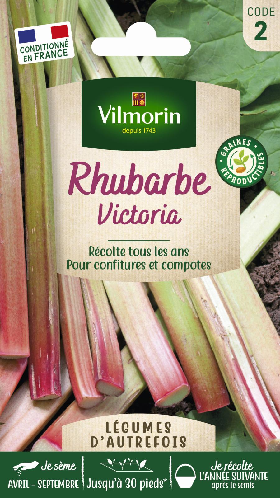 100 Graines Rhubarbe Victoria – Pour Compotes, Tartes, Confitures – Facile à Cultiver – Tiges Rouges épaisses