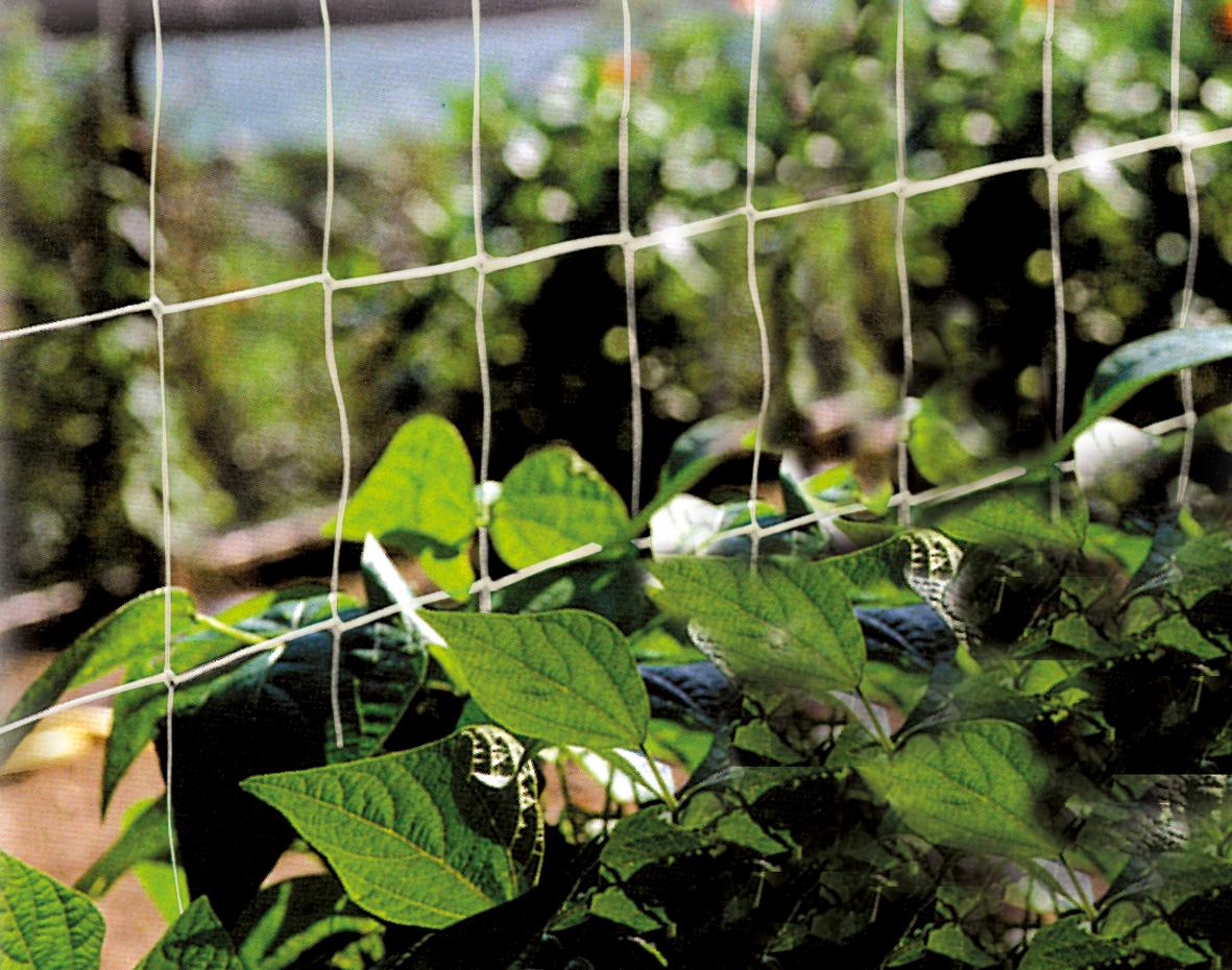Filet à Ramer - 2 m x 5 m | Vilmorin Jardin