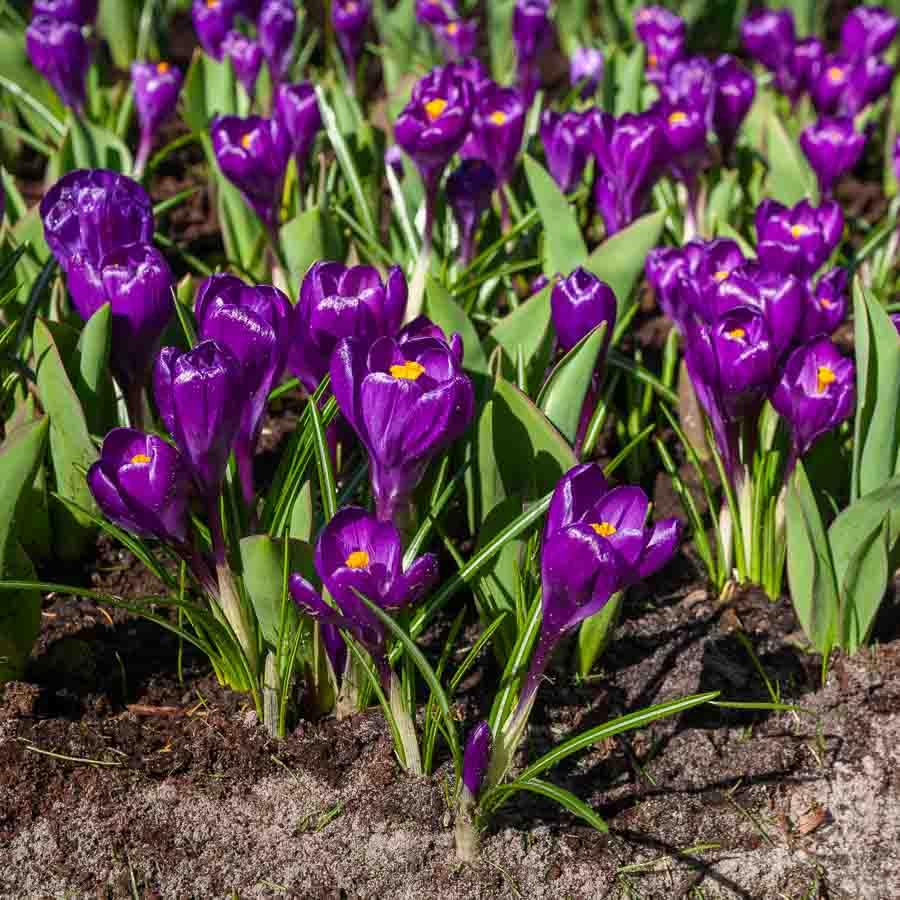 Crocus Flower Record : Fleur de printemps | Vilmorin Jardin