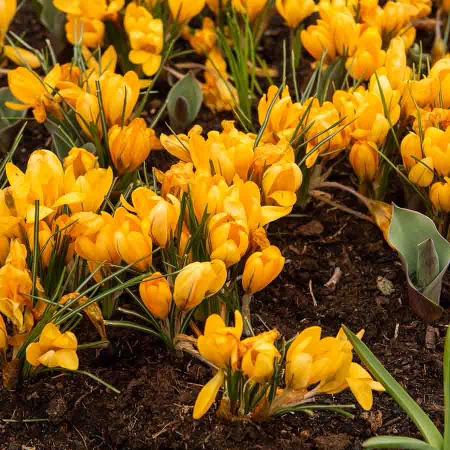 Crocus Yellow Mammoth : Fleur jaune éclatante au printemps | Vilmorin ...