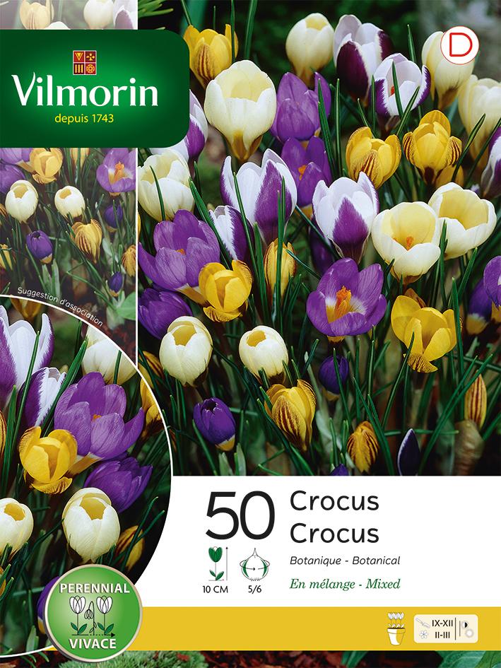 Crocus Botanique Mélange : Fleurs précoces | Vilmorin Jardin