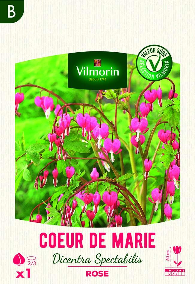 Cœur de Marie Rose : Plante vivace décorative pour jardin | Vilmorin Jardin