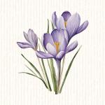 Crocus