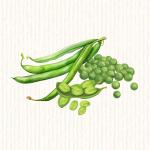 Légumes secs