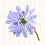 Agapanthe