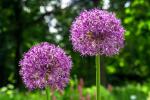 Allium