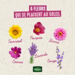 Fleurs - Cosmos Varié - BIO - image