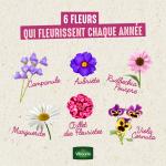 Fleurs - Campanule des Carpates Bleue - image