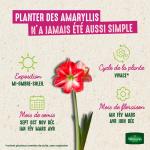 Bulbes à fleurs à planter à l'automne - Amaryllis Hippeastrum Blanc (x1) - image