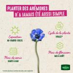 Bulbes à fleurs à planter au printemps - Anémone Coronaria De Caen en Mélange (x15) - image