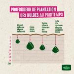 Bulbes à fleurs à planter au printemps - Dahlia Collerette Night Butterfly (x1) - image