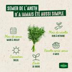 Aromatiques - Aneth Officinal - image