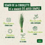 Aromatiques - Ciboulette Très Fine Danoise - image