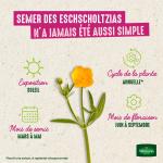 Fleurs - Eschscholtzia Blanc - image