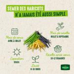 Légumes Secs - Haricot Nain Vert Oxinel 2 - 20 m - image