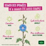 Fleurs - Ipomée Géante Scarlett O'Hara - image