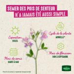 Fleurs - Pois de Senteur Galaxie Varié - image