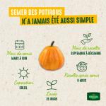Potagères - Potiron Potimarron - image