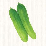 Concombre