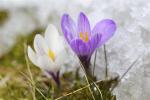Crocus