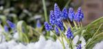 Muscari