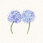 Allium