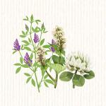 Plantes utiles