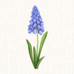 Muscari