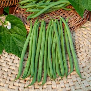 Semis de haricots verts : quand et comment semer ? | Vilmorin